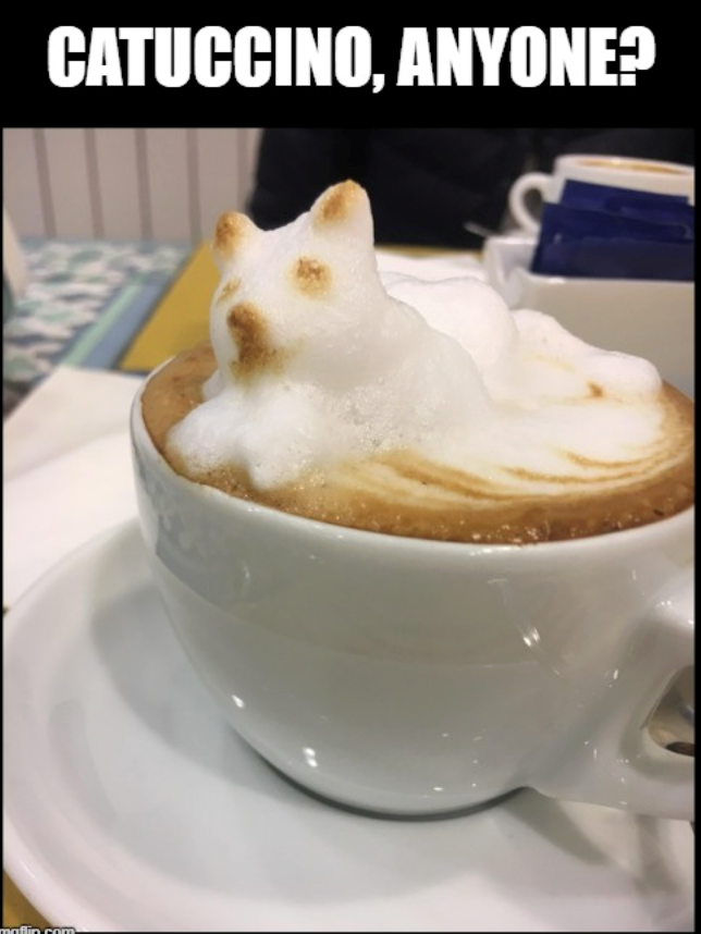 CATUCCINO, ANYONE? maflin com