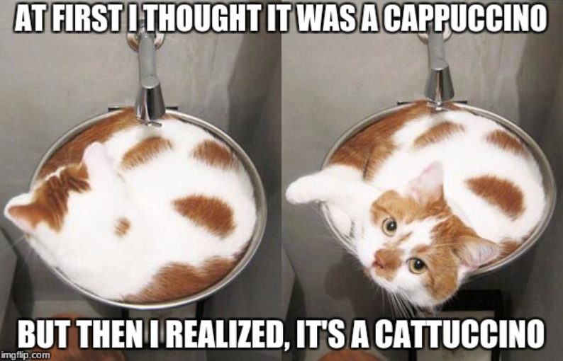 AT FIRST I THOUGHT IT WAS A CAPPUCCINO BUT THEN I REALIZED, IT'S A CATTUCCINO imgflip.com