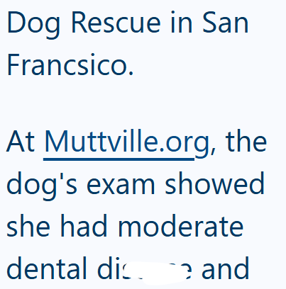 Dog Rescue in San Francsico. At Muttville.org, the dog's exam showed she had moderate dental die and