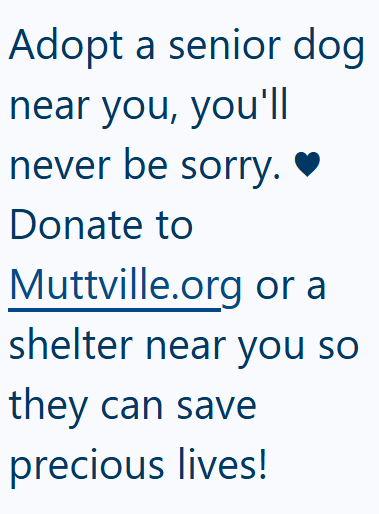 Adopt a senior dog near you, you'll never be sorry. ❤ Donate to Muttville.org or a shelter near you so they can save precious lives!