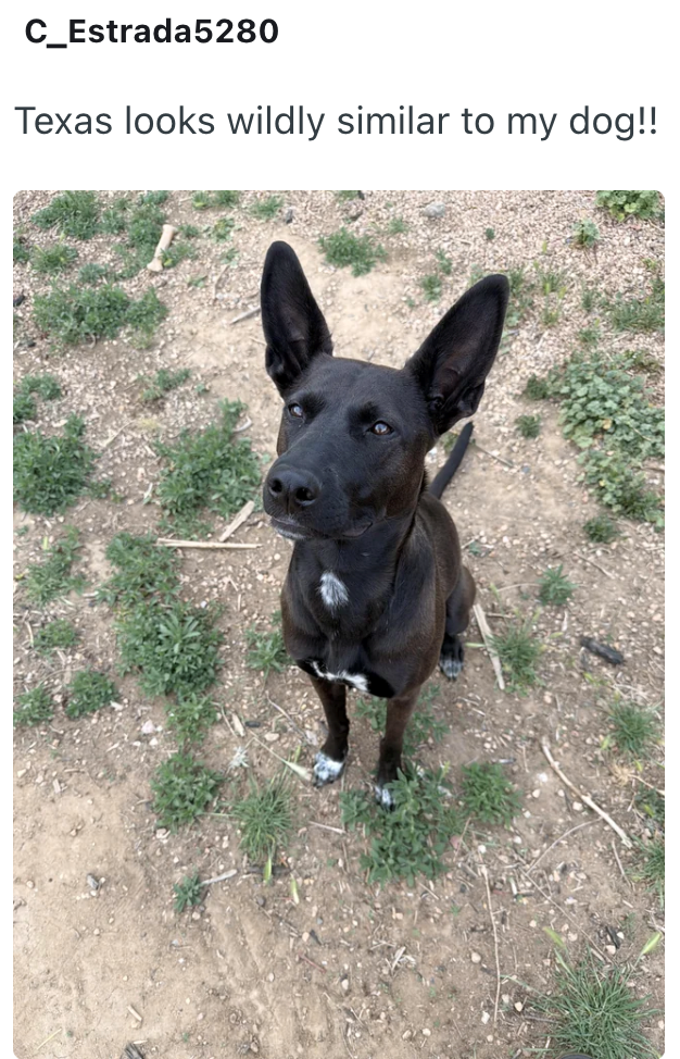 C_Estrada5280 Texas looks wildly similar to my dog!!
