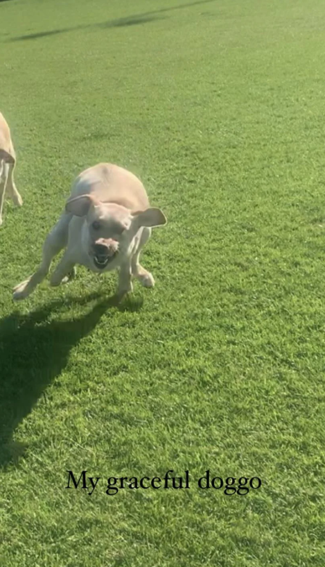 My graceful doggo