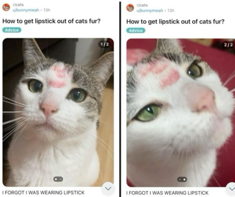 r/cats u/bunnymwah 13h How to get lipstick out of cats fur? Advice r/cats u/bunnymwah 13h How to get lipstick out of cats fur? Advice I FORGOT I WAS WEARING LIPSTICK 1/2 L I FORGOT I WAS WEARING LIPSTICK 2/2