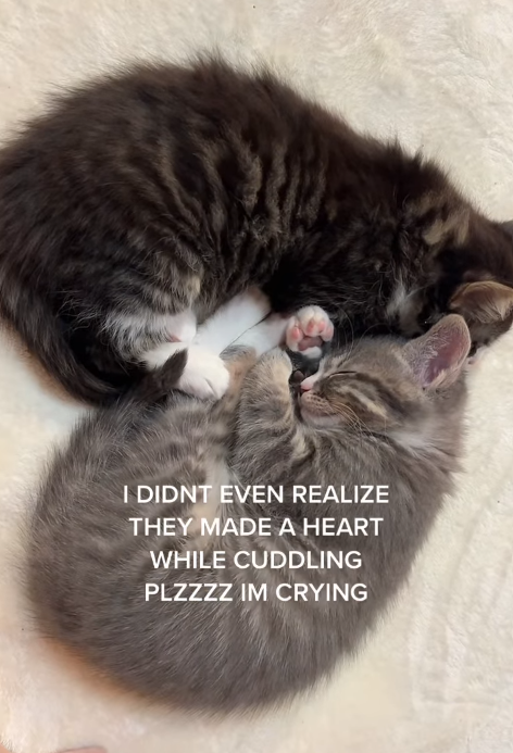 I DIDNT EVEN REALIZE THEY MADE A HEART WHILE CUDDLING PLZZZZ IM CRYING