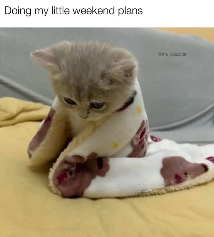 Doing my little weekend plans @the_pizzacat