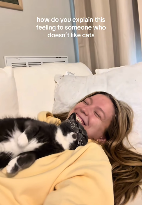 how do you explain this feeling to someone who doesn't like cats