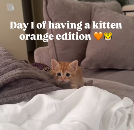 Day 1 of having a kitten orange edition ❤