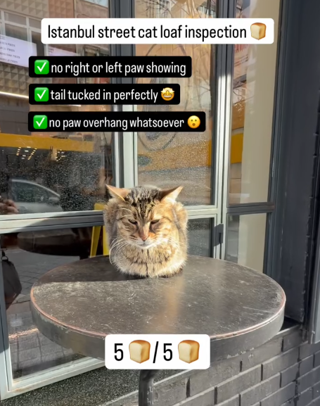 Istanbul street cat loaf inspection no right or left paw showing ✓tail tucked in perfectly ✪ no paw overhang whatsoever 50/50