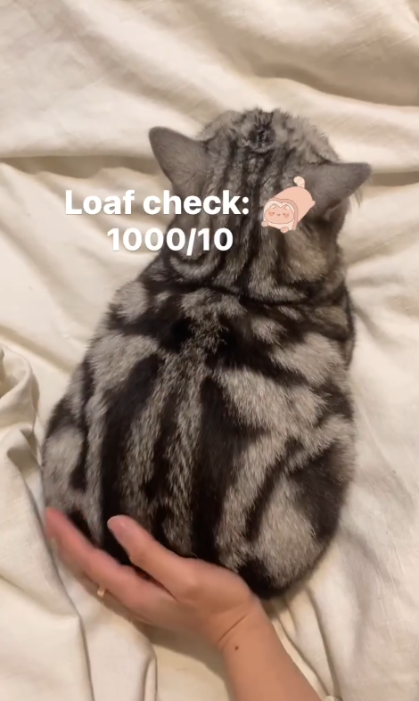 Loaf check: 1000/10 B