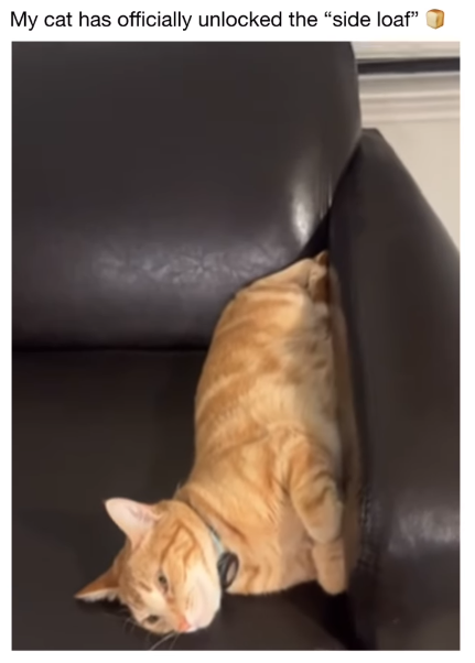 My cat has officially unlocked the "side loaf"