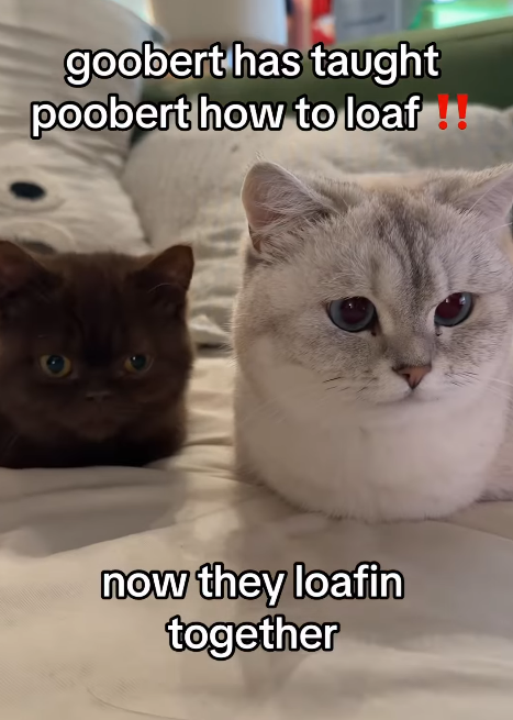 goobert has taught poobert how to loaf !! now they loafin together