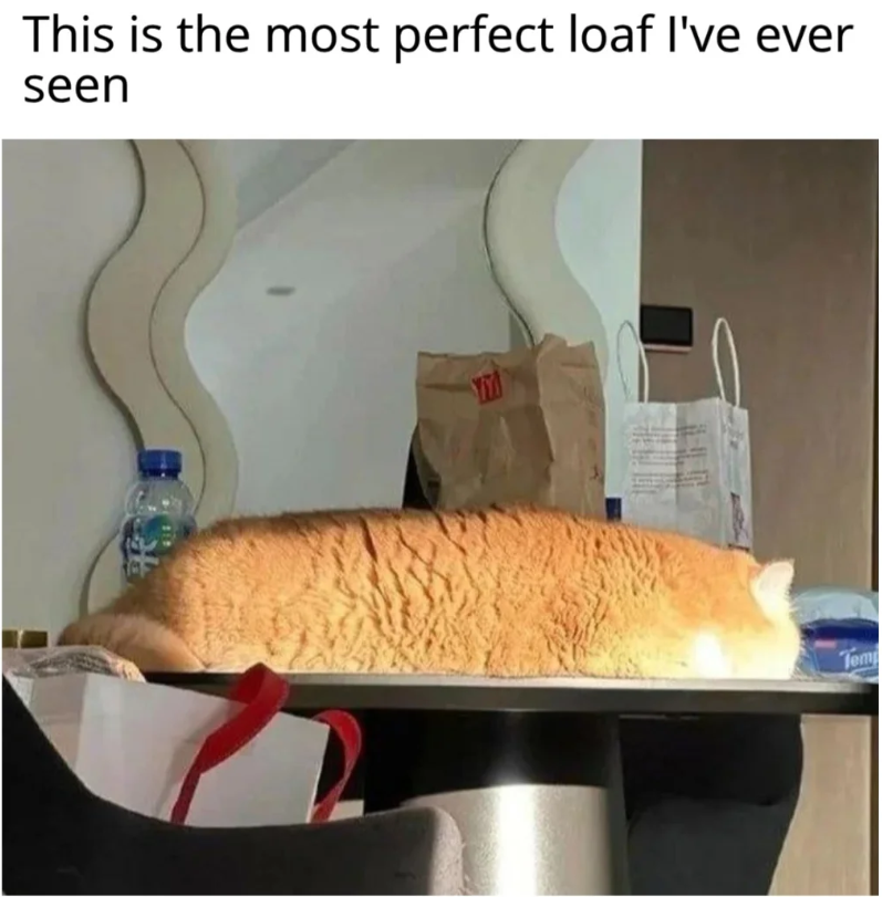 This is the most perfect loaf I've ever seen Temp