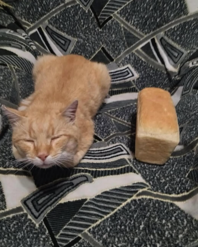 Cheezburger Image 10644893440