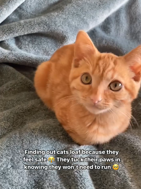 Finding out cats loaf because they feel safe They tuck their paws in knowing they won't need to run