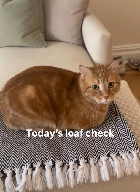 Today's loaf check