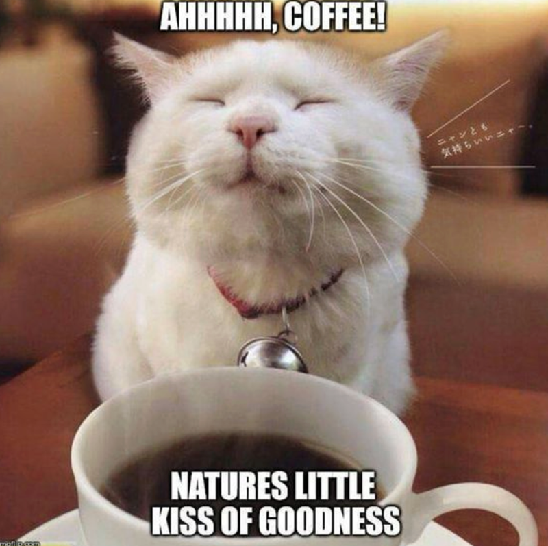 AHHHHH, COFFEE! maflio.com NATURES LITTLE KISS OF GOODNESS ニャンとも 気持ちいいニャ