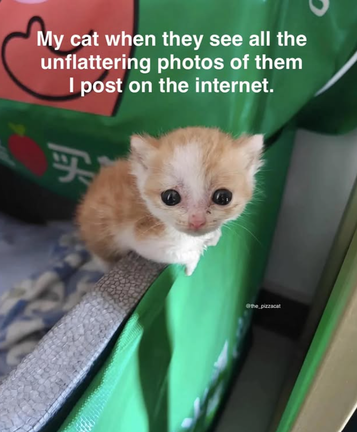 My cat when they see all the unflattering photos of them I post on the internet. FF @the_pizzacat