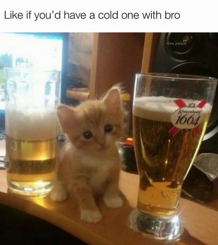 Like if you'd have a cold one with bro the pizzacat Kancabour 1664