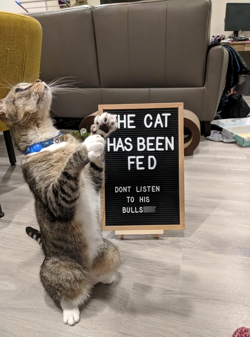 THE CAT HAS BEEN FED DONT LISTEN TO HIS BULLS