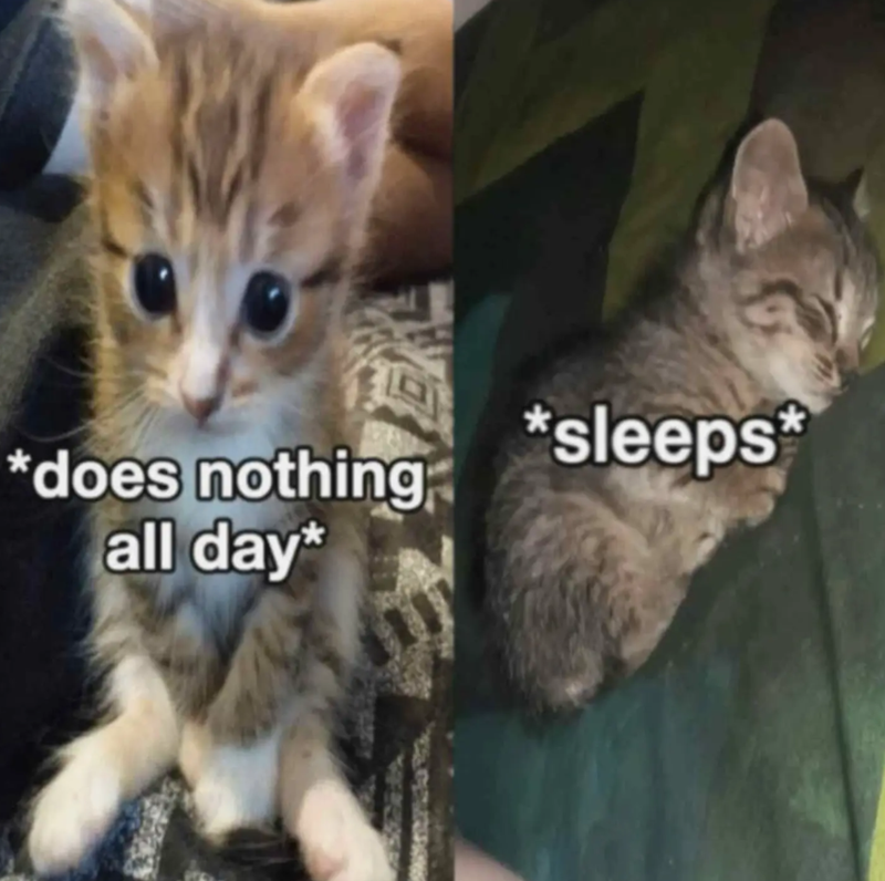 *does nothing all day* *sleeps*