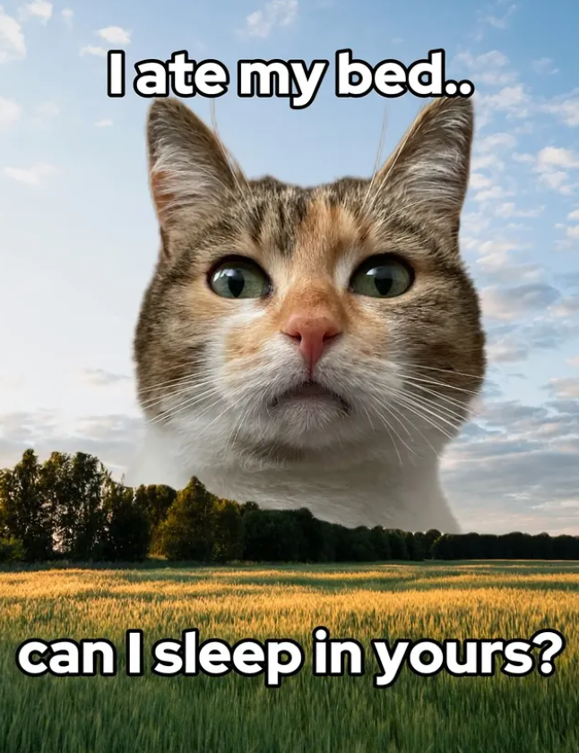 I ate my bed.. can I sleep in yours?