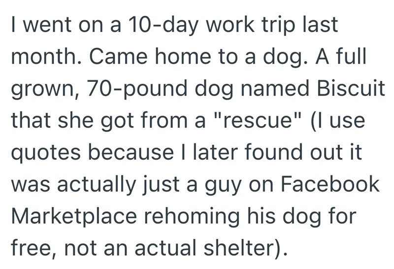I went on a 10-day work trip last month. Came home to a dog. A full grown, 70-pound dog named Biscuit that she got from a "rescue" (I use quotes because I later found out it was actually just a guy on Facebook Marketplace rehoming his dog for free, not an actual shelter).