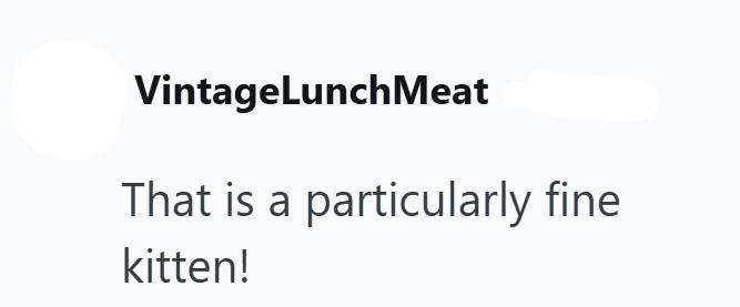 VintageLunch Meat That is a particularly fine kitten!