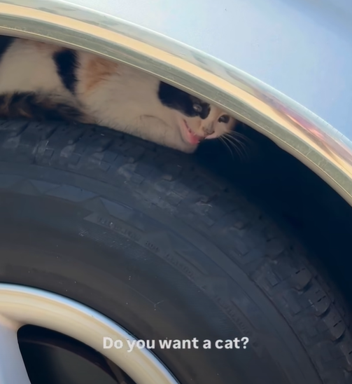 Do you want a cat?