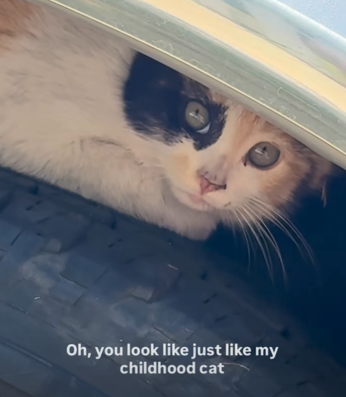 Oh, you look like just like my childhood cat