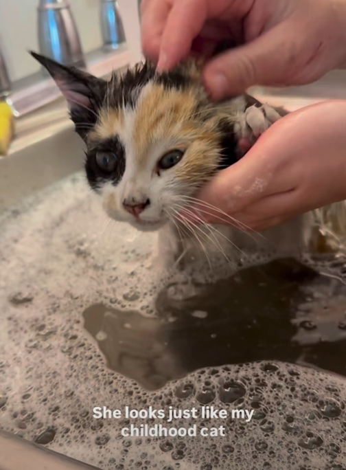 She looks just like my childhood cat