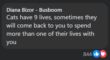 Diana Bizor - Busboom Cats have 9 lives, sometimes they will come back to you to spend more than one of their lives with you 844b ♥
