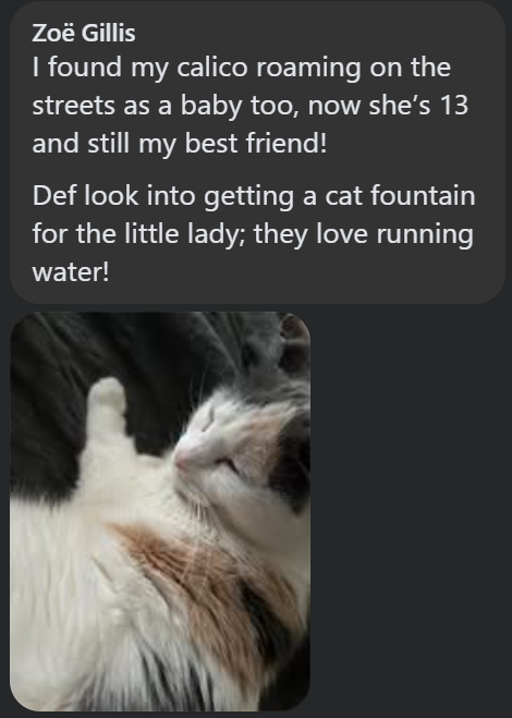 Zoë Gillis I found my calico roaming on the streets as a baby too, now she's 13 and still my best friend! Def look into getting a cat fountain for the little lady; they love running water!