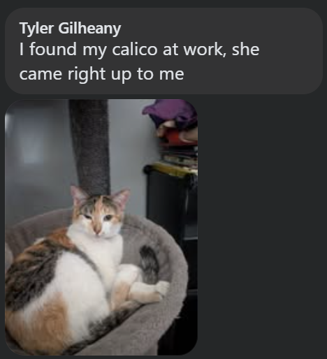 Tyler Gilheany I found my calico at work, she came right up to me