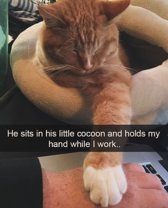 He sits in his little cocoon and holds my hand while I work..