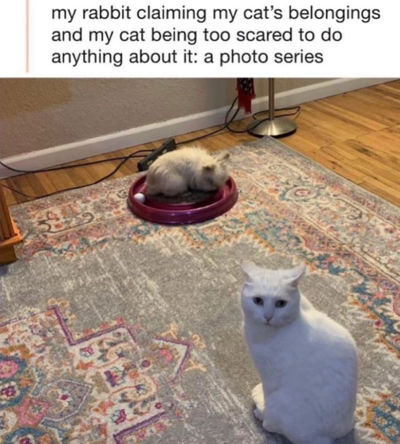 my rabbit claiming my cat's belongings and my cat being too scared to do anything about it: a photo series