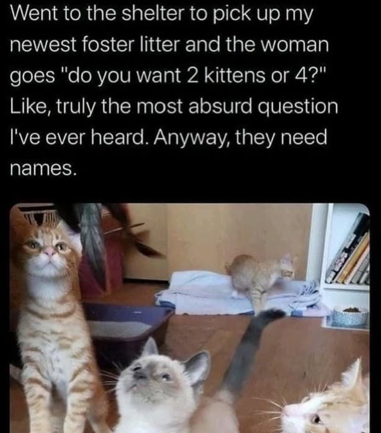 Went to the shelter to pick up my newest foster litter and the woman goes "do you want 2 kittens or 4?" Like, truly the most absurd question I've ever heard. Anyway, they need names.
