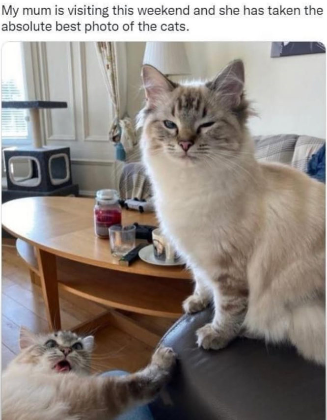 My mum is visiting this weekend and she has taken the absolute best photo of the cats.