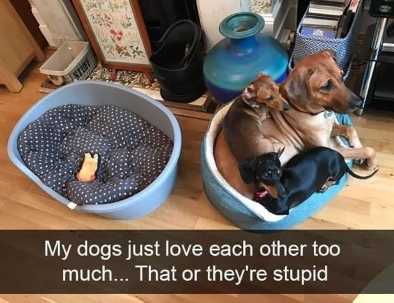 My dogs just love each other too much... That or they're stupid