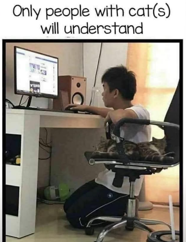 Only people with cat(s) will understand
