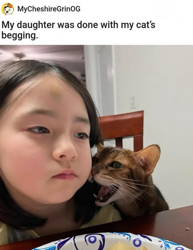 MyCheshireGrinOG My daughter was done with my cat's begging.
