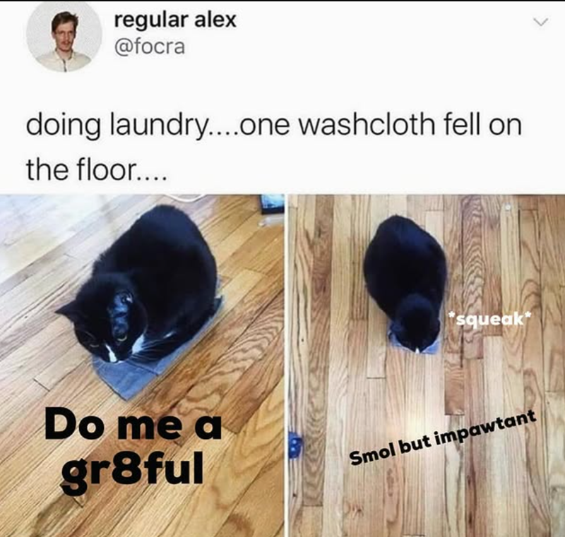 regular alex @focra doing laundry....one washcloth fell on the floor.... Do me a gr8ful *squeak⭑ Smol but impawtant