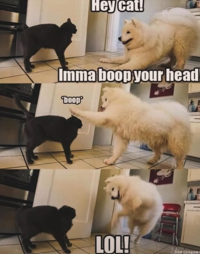 Hey cat! Imma boop your head 'boop LOL! thefrognan