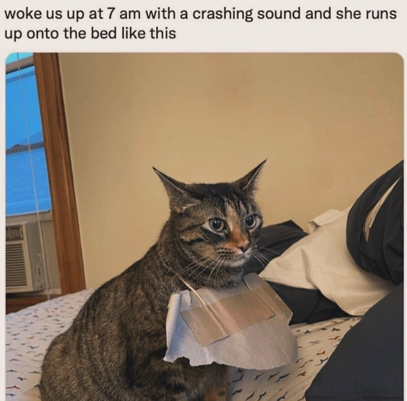 woke us up at 7 am with a crashing sound and she runs up onto the bed like this