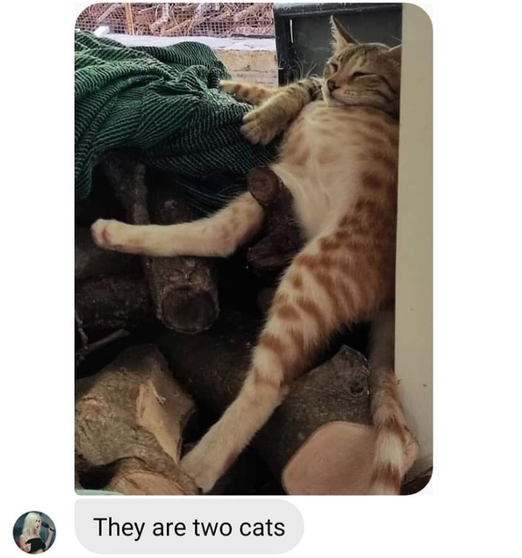 They are two cats
