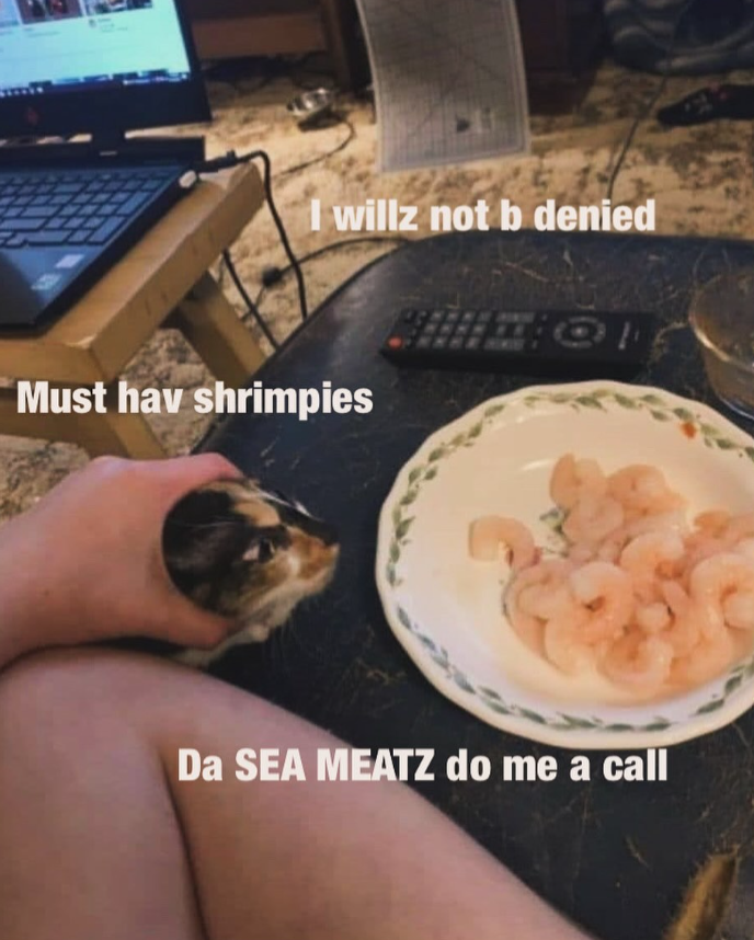I willz not b denied Must hav shrimpies Da SEA MEATZ do me a call