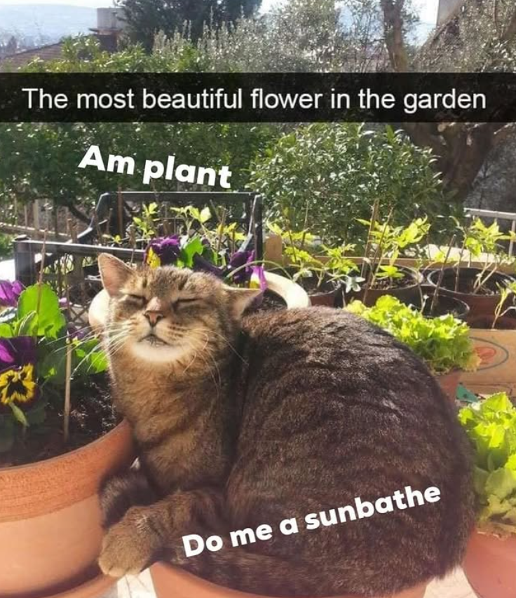 The most beautiful flower in the garden Am plant Do me a sunbathe
