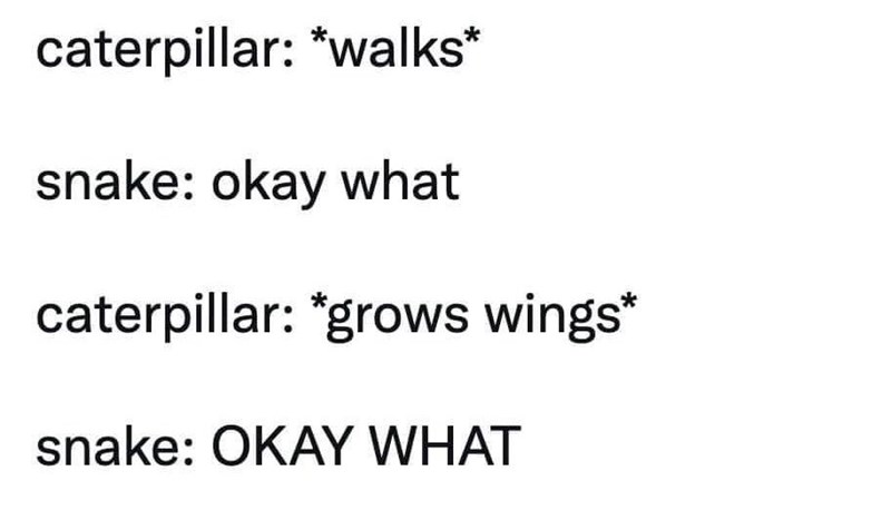 caterpillar: *walks* snake: okay what caterpillar: *grows wings* snake: OKAY WHAT
