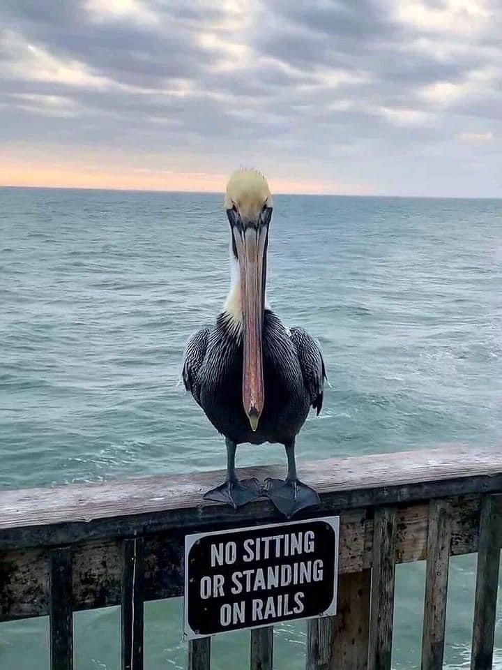 NO SITTING OR STANDING ON RAILS