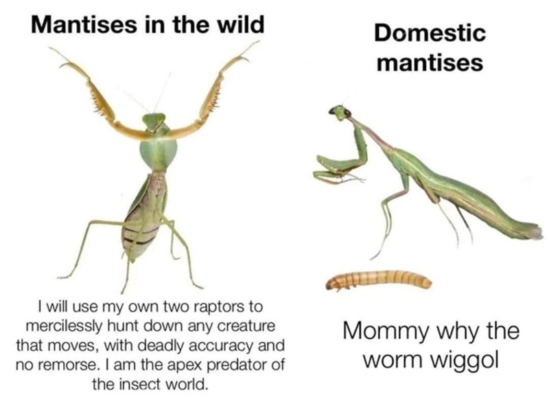 Mantises in the wild Domestic mantises I will use my own two raptors to mercilessly hunt down any creature that moves, with deadly accuracy and no remorse. I am the apex predator of the insect world. Mommy why the worm wiggol