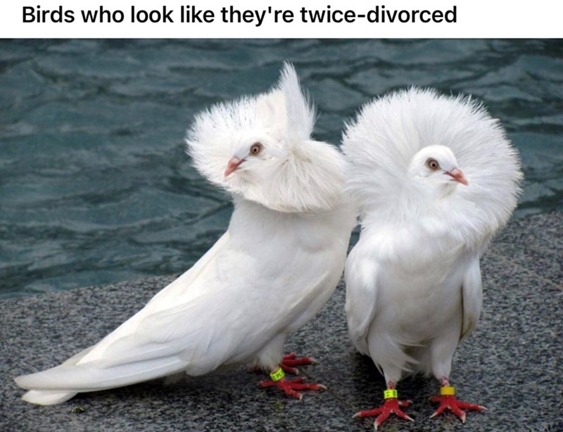 Birds who look like they're twice-divorced